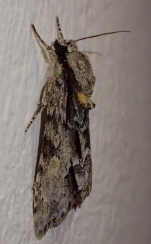 Acronicta strigosa